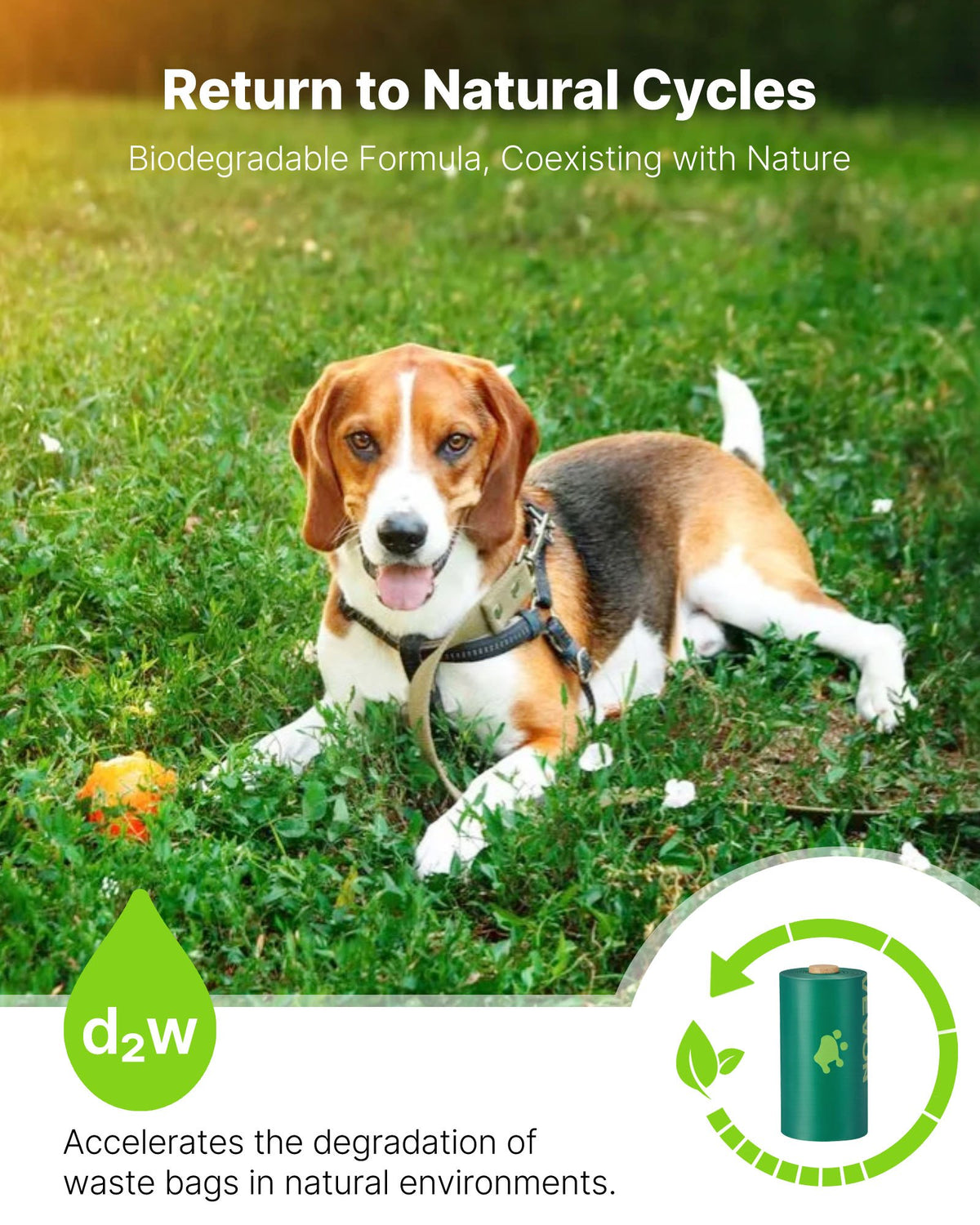 Beagle lying on grass beside text about biodegradable-friendly bags and a recycling icon